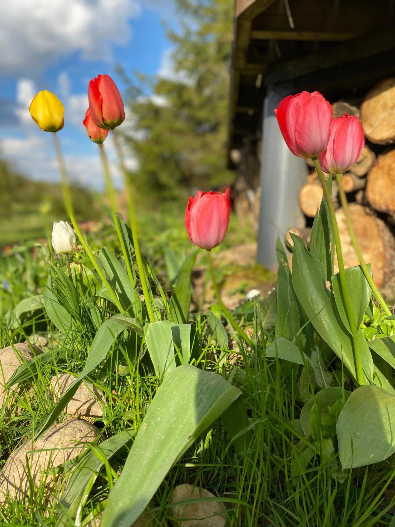 Koziula - Domki I Lesne Spa Na Kaszubach Przywidz  Exterior foto