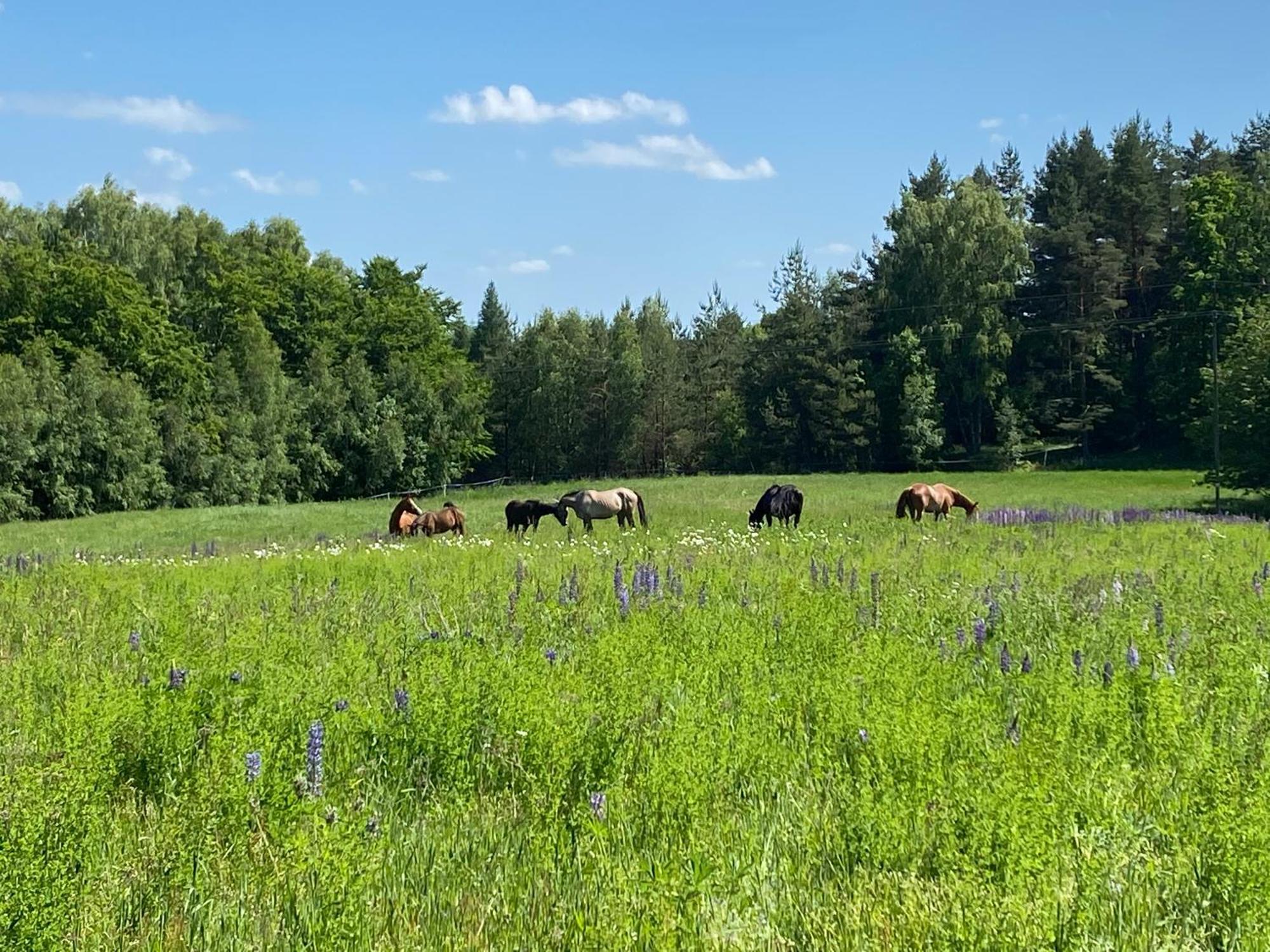 Koziula - Domki I Lesne Spa Na Kaszubach Przywidz  Exterior foto