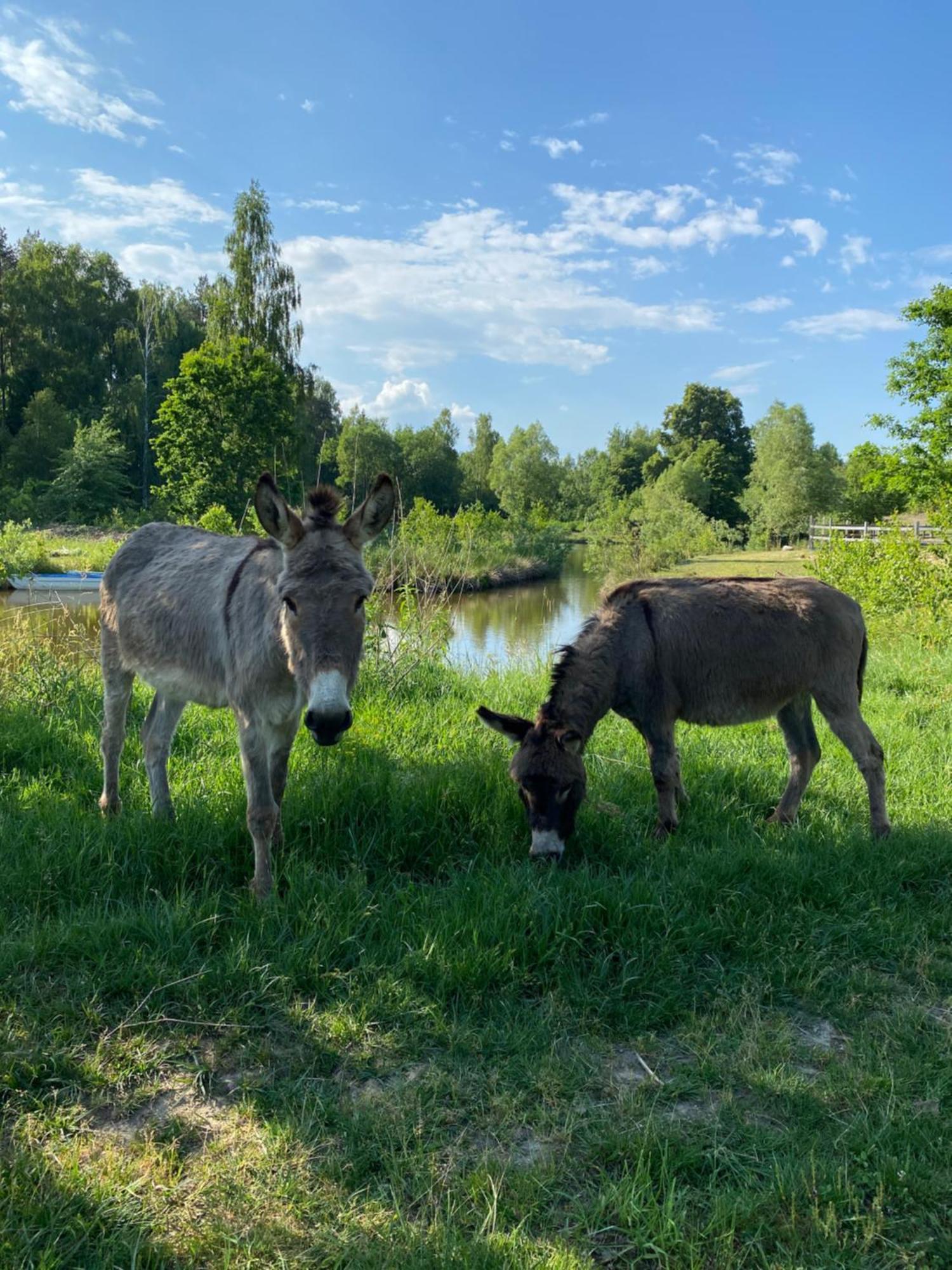 Koziula - Domki I Lesne Spa Na Kaszubach Przywidz  Exterior foto
